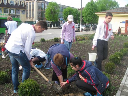 У Новограді-Волинському студенти-медики висадили 70 кущів троянд